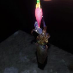 夜釣りヒイカ