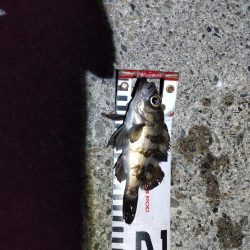 いつも通りのライトゲーム