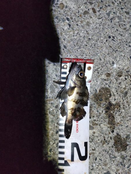 いつも通りのライトゲーム