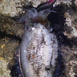 これはハリイカ？