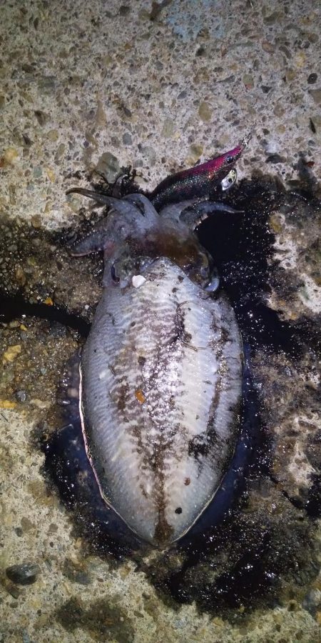 これはハリイカ？