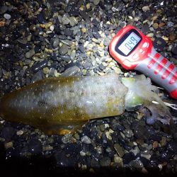 サーフエギング&ショアジギング