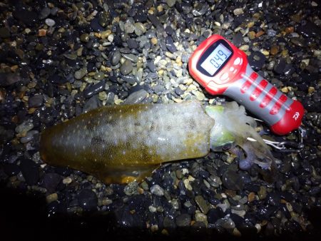 サーフエギング&ショアジギング