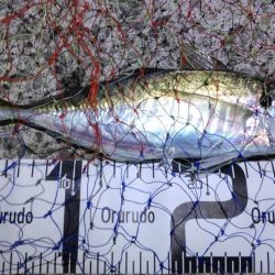 尺アジ好調も珍事!