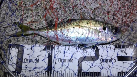 尺アジ好調も珍事!