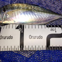 尺アジナイトゲーム