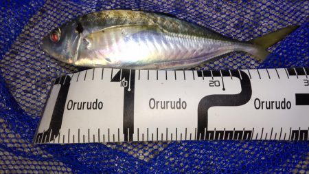 尺アジナイトゲーム