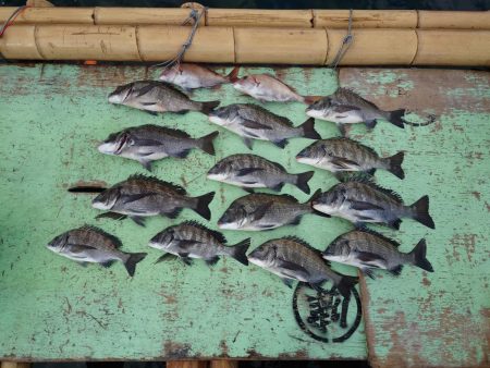 牡蠣筏からフカセ釣りでチヌ連発