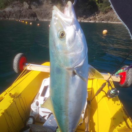 まさかのヒラマサ