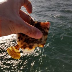 小物釣フィーバー