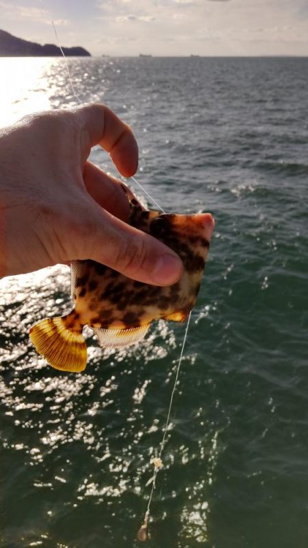 小物釣フィーバー