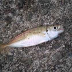 小アジとアイゴ