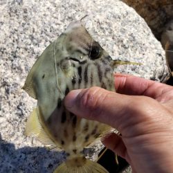 アイゴだけじゃない!!