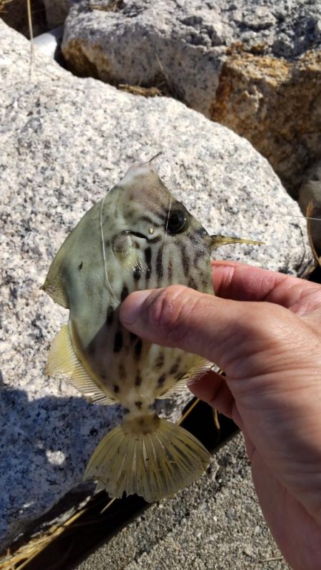 アイゴだけじゃない！！