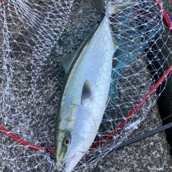 夢洲の青物釣果