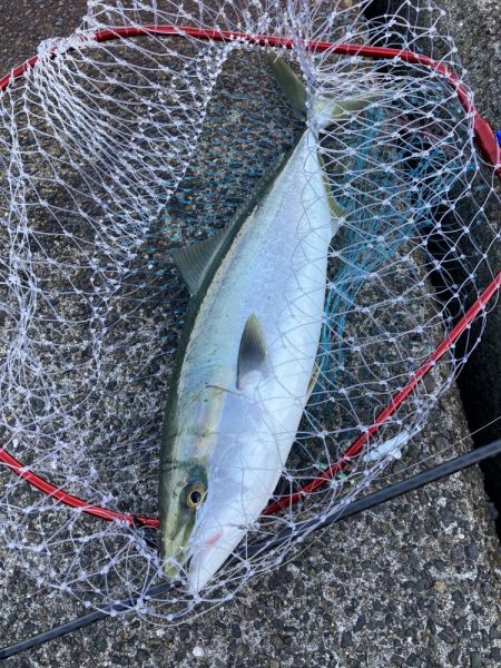 夢洲の青物釣果