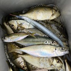 アイゴ祭りに、大きめアジに、ついにサヨリが!