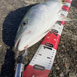 ★★とうとう奴が来た★★