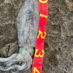 秋イカ最終にするか迷う