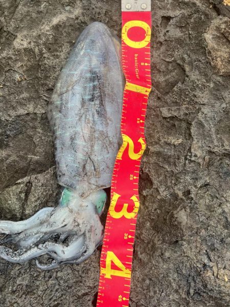 秋イカ最終にするか迷う