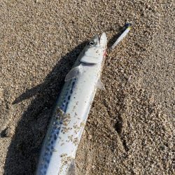 短時間サーフ釣行