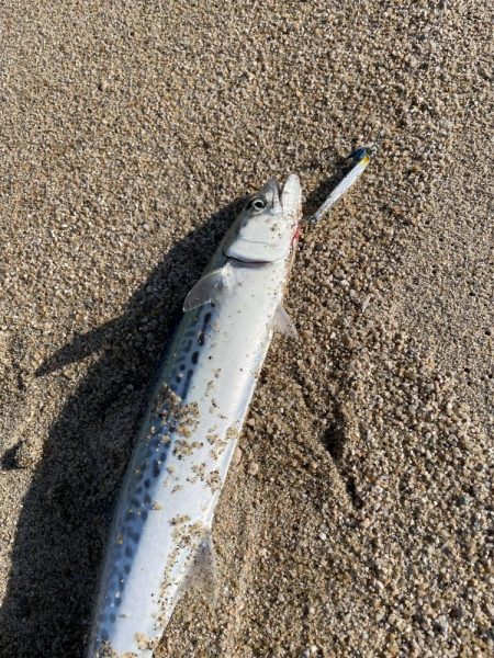 短時間サーフ釣行