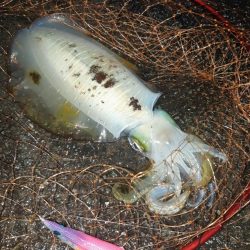 イカの気持ち９