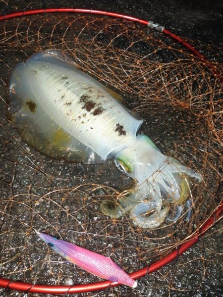 イカの気持ち９