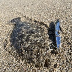 サーフヒラメ狙い