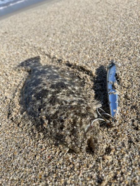 サーフヒラメ狙い