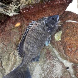 フカセ地磯釣行