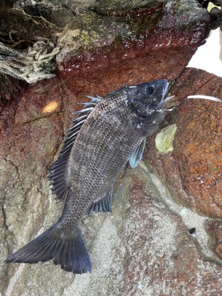 フカセ地磯釣行