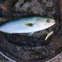 ハマチと水鳥釣れた。