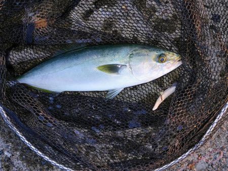 ハマチと水鳥釣れた。