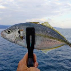 シマアジフィーバーも終盤戦