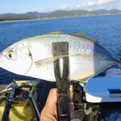 晩酌のアテ釣り