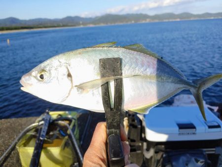 晩酌のアテ釣り