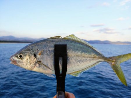 晩酌のアテにシマアジの刺身が喰いたくて。