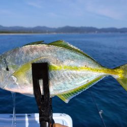 尺アジとシマアジ