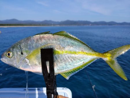 尺アジとシマアジ