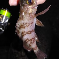 ボウズのがれメバリング