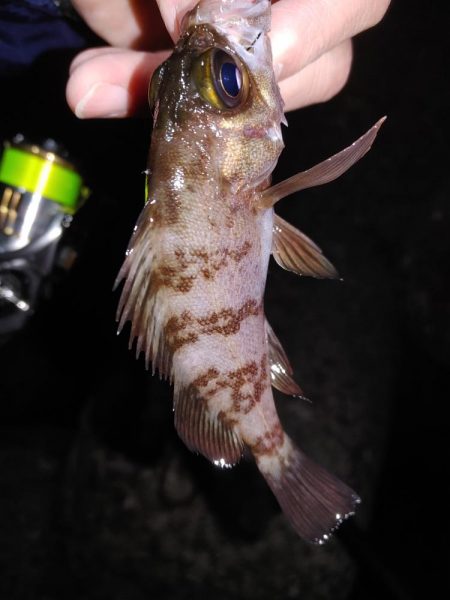 ボウズのがれメバリング