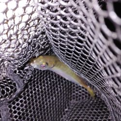 アジがいない！