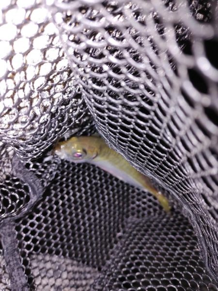 アジがいない！