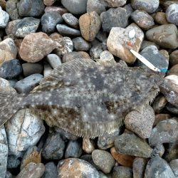 ショアジギング