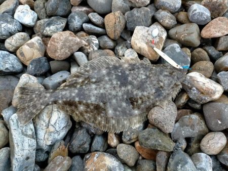 ショアジギング