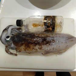 アオリキロアップ