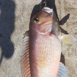 良型アマダイゲット