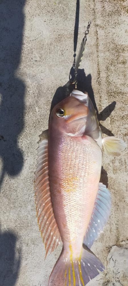 良型アマダイゲット