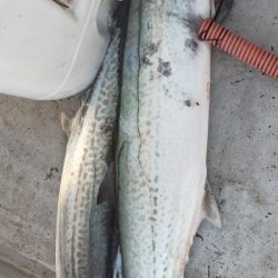 サワラシーズン突入